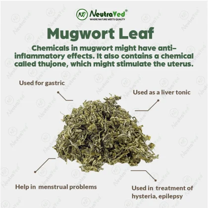 Mugwort Leaves image 5